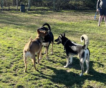 Toad Hollow Dog Park