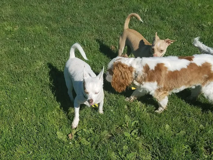 Phoenix Large Dog Park 8