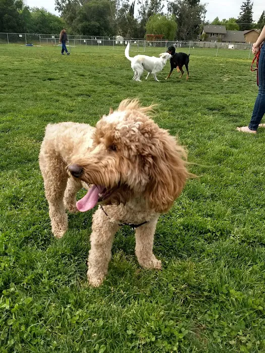 Phoenix Large Dog Park 7