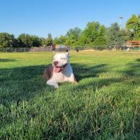 Phoenix Large Dog Park ico