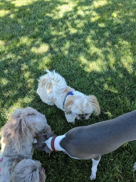 Phoenix Large Dog Park 10