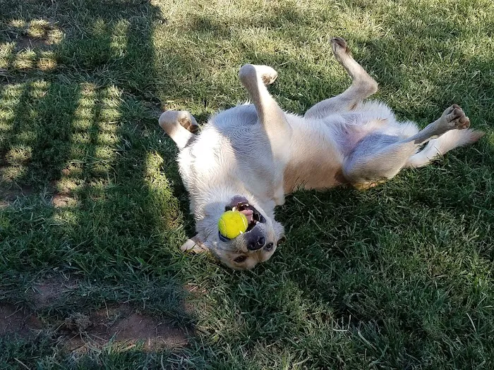 Phoenix Large Dog Park 9