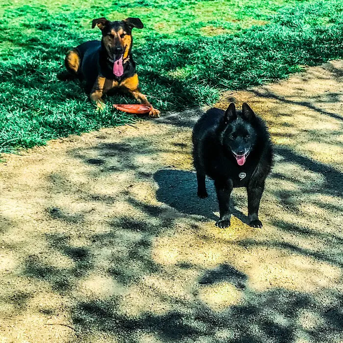 Dog park 10