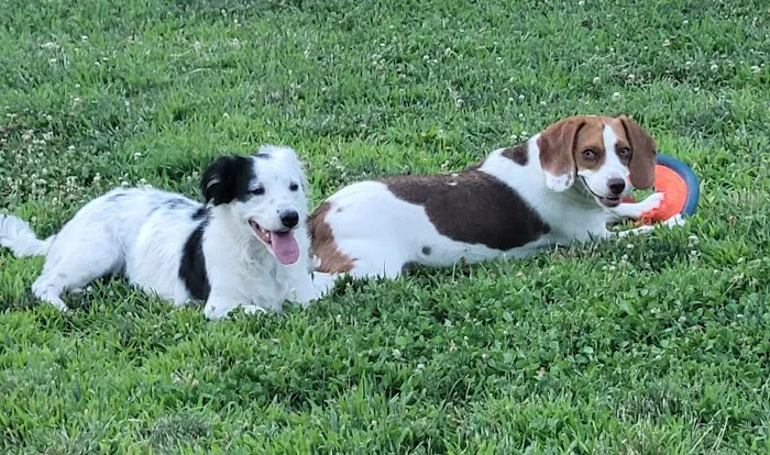 Dog park 8