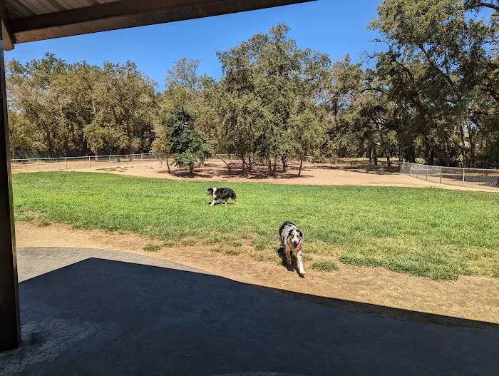 Dog park 9