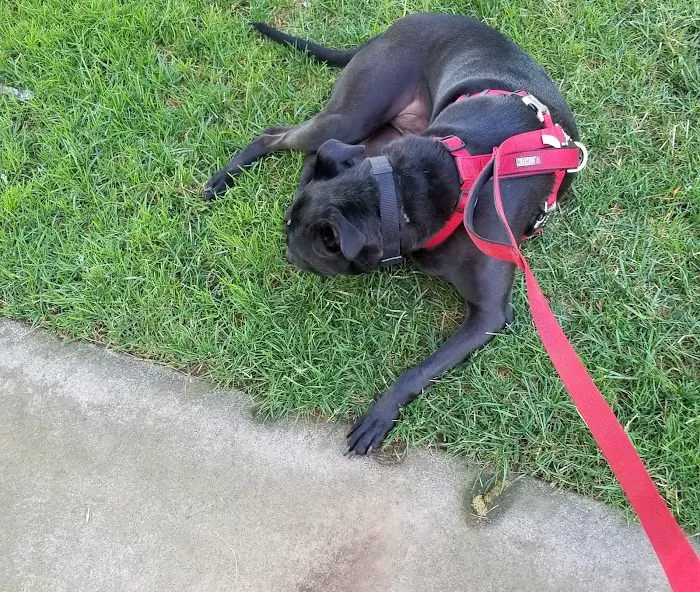 Off-Leash Dog Park 10