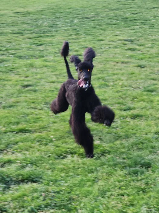Marco Dog Park 7