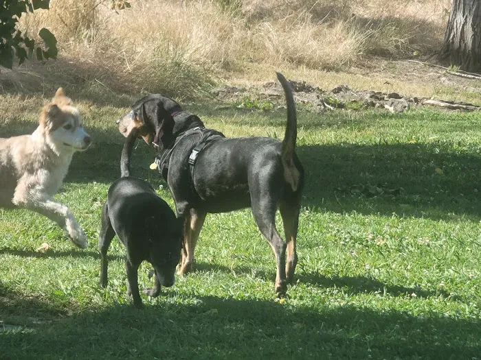 Marco Dog Park 9