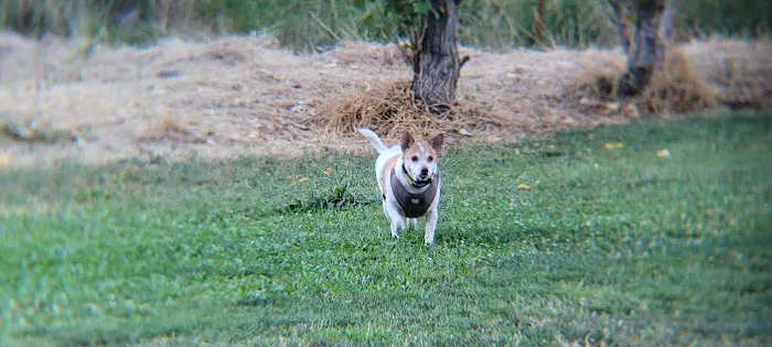 Marco Dog Park 2