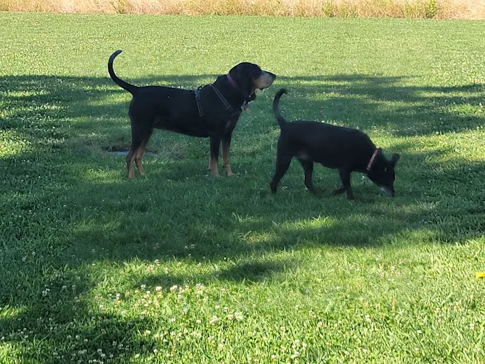 Marco Dog Park 4