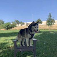 Marco Dog Park ico