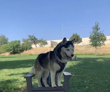 Marco Dog Park