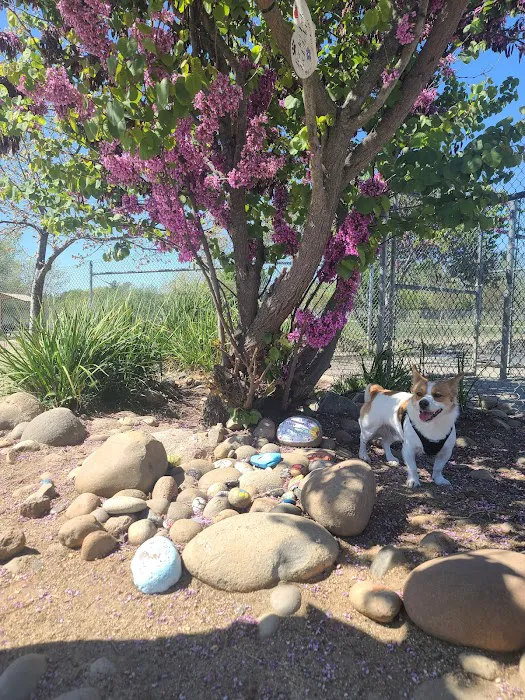 Bear Dog Park 3