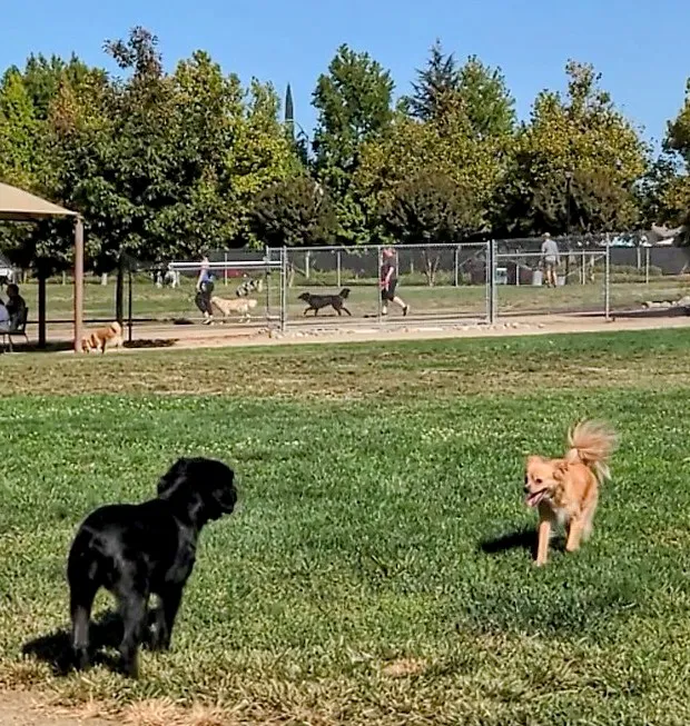 Bear Dog Park 7