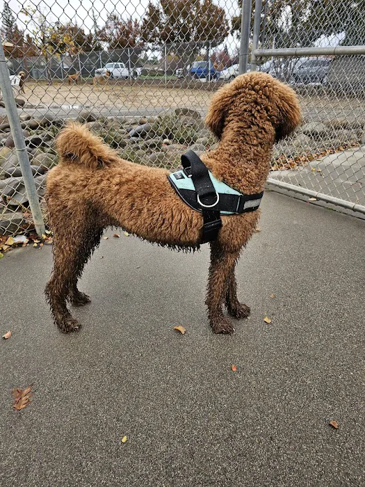 Bear Dog Park 4