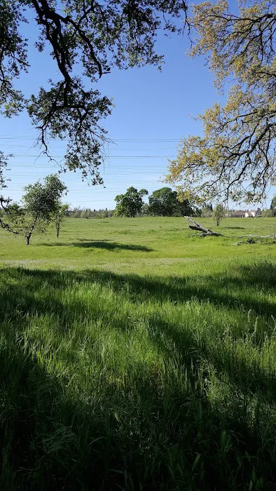 Bear Dog Park 2