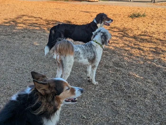 Woodland Off Leash Dog Park 10