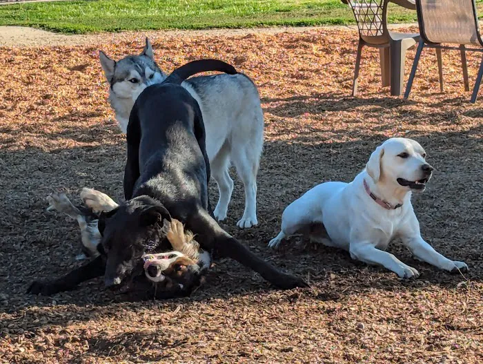 Woodland Off Leash Dog Park 3