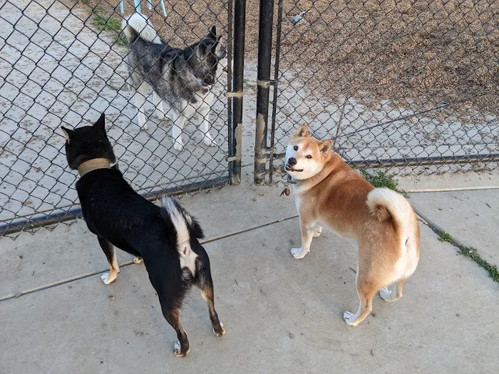 Woodland Off Leash Dog Park 1