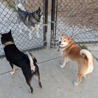 Woodland Off Leash Dog Park ico
