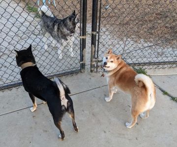 Woodland Off Leash Dog Park