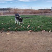 Willow Canal Dog Park ico