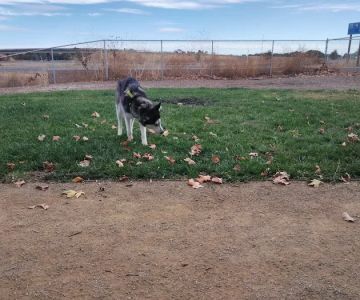 Willow Canal Dog Park