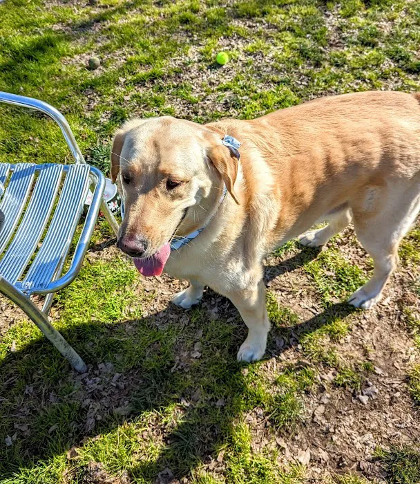 Hughes Park Off Leash Dog Park 3