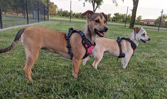 Hughes Park Off Leash Dog Park 1