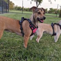Hughes Park Off Leash Dog Park ico