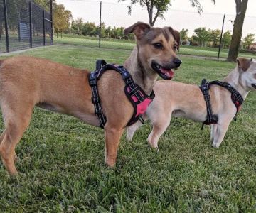 Hughes Park Off Leash Dog Park