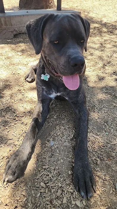 RRUFF Dog Park 7