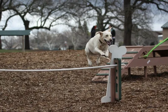 RRUFF Dog Park 3