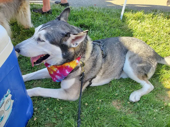 RRUFF Dog Park 5