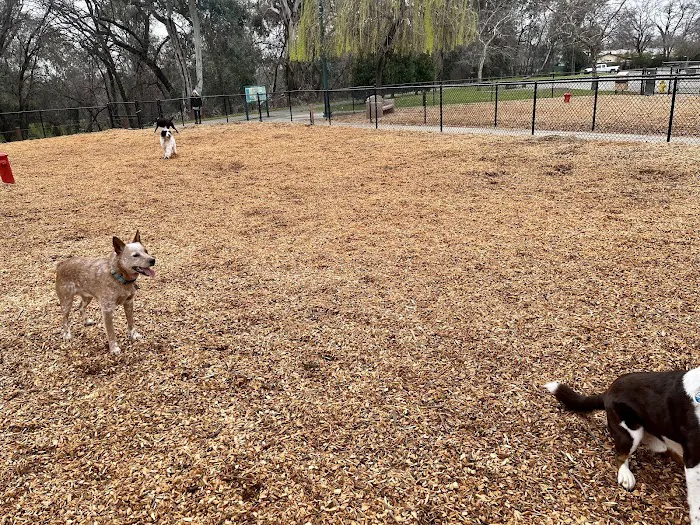 Lincoln Bark Park 2