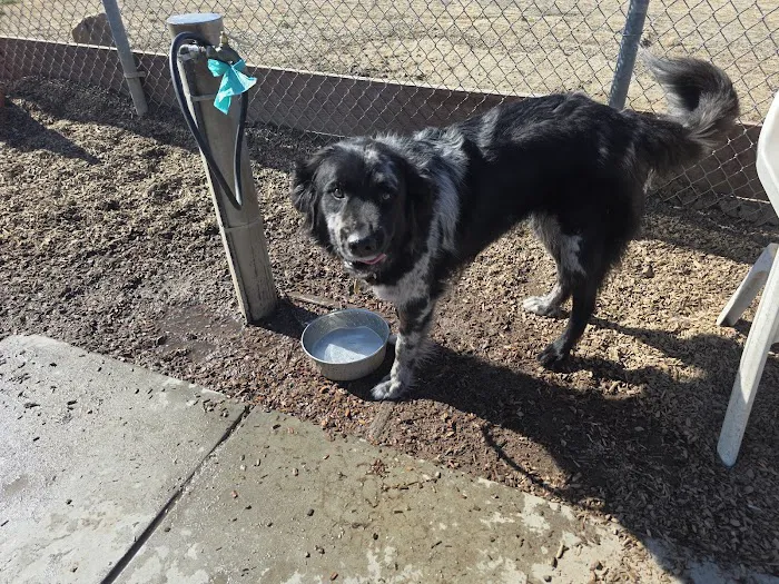 Centennial Dog Park 9