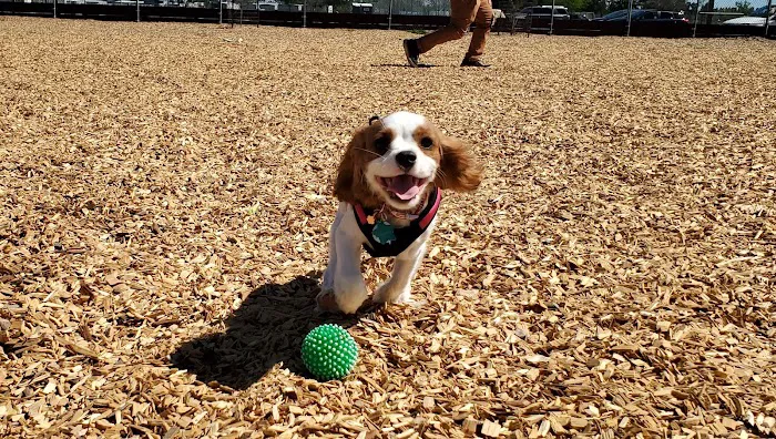 Centennial Dog Park 4