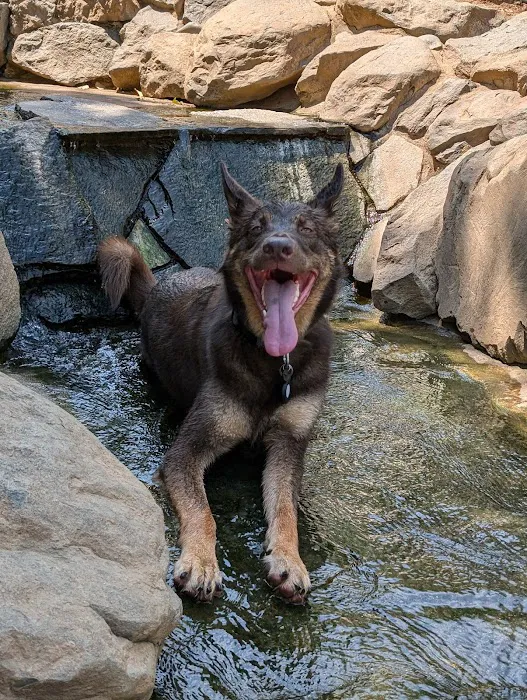 Ashley Off Leash Dog Park 4