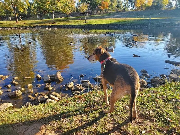 Ashley Off Leash Dog Park 3