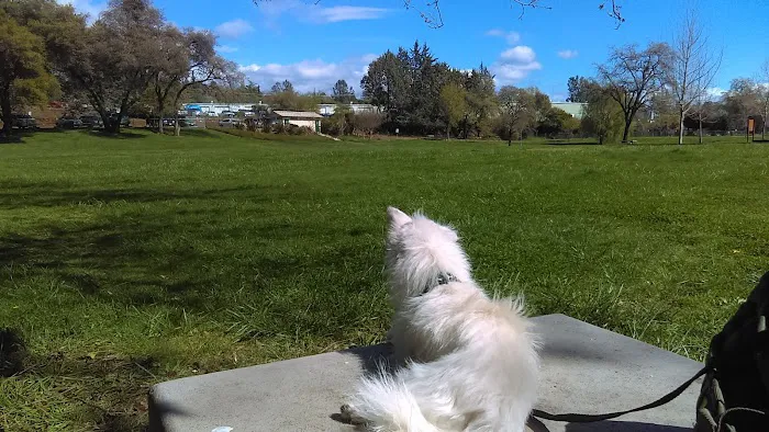 Ashley Off Leash Dog Park 8