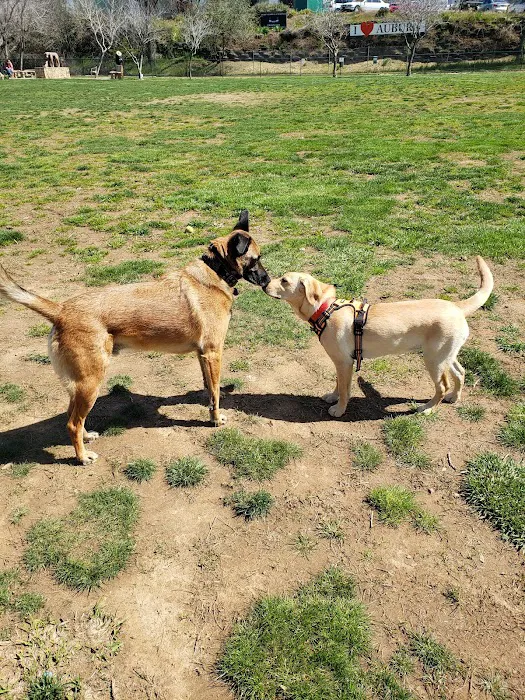 Ashley Off Leash Dog Park 9