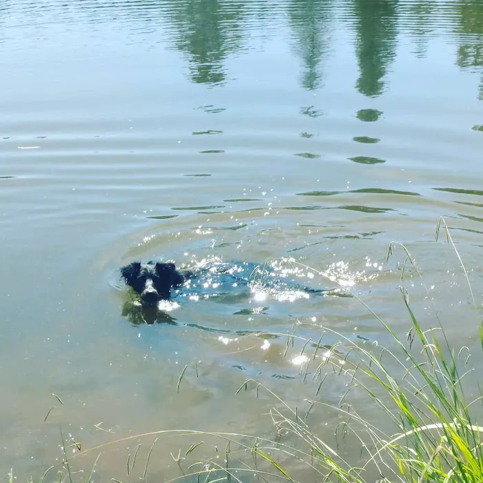 LOP Dog Park - Private to LOP Residents 2