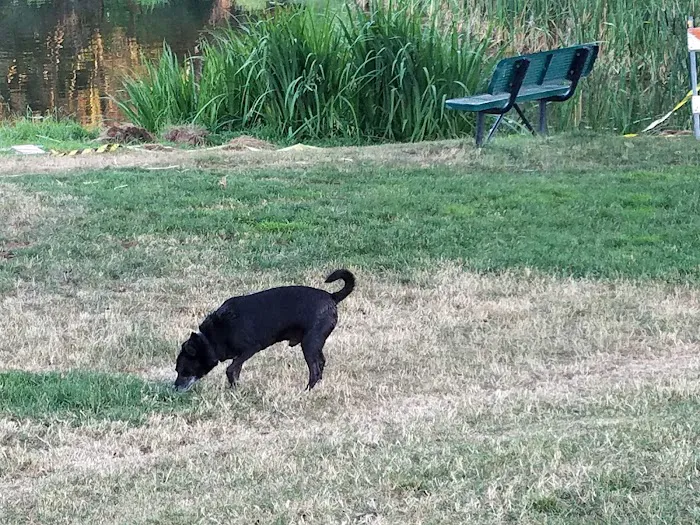 LOP Dog Park - Private to LOP Residents 4
