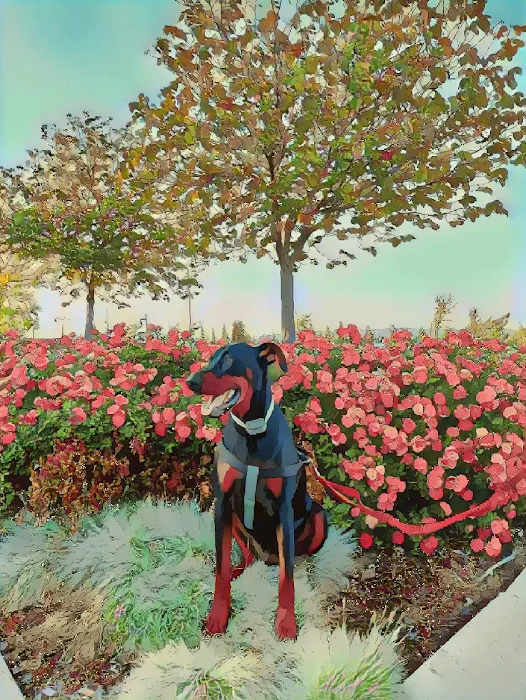 Large Dog Park | Cordelia Community Park, 1