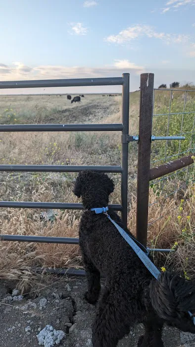 Dog park 2