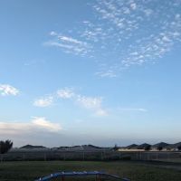 Dog park ico