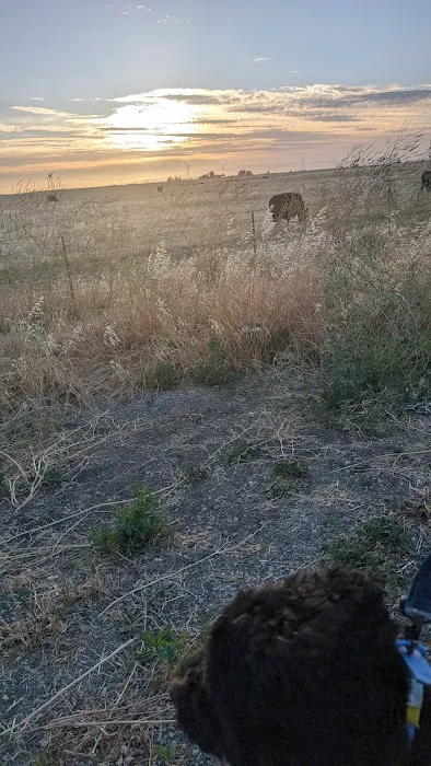 Dog park 3
