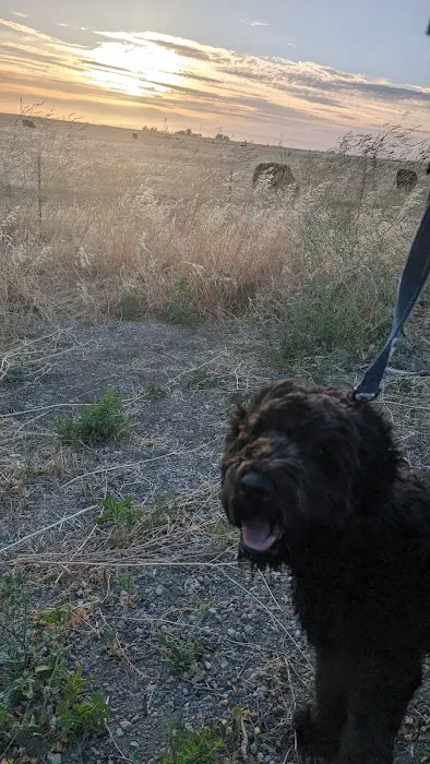 Dog park 6