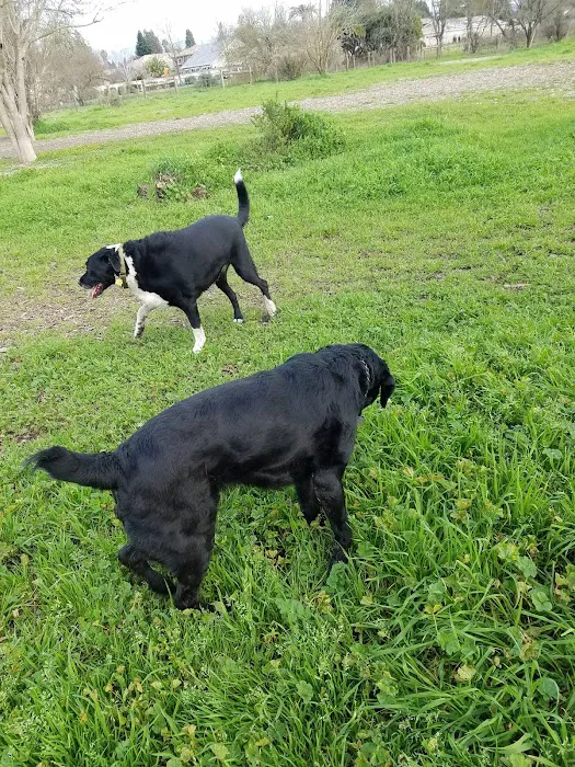 Canine Commons 6