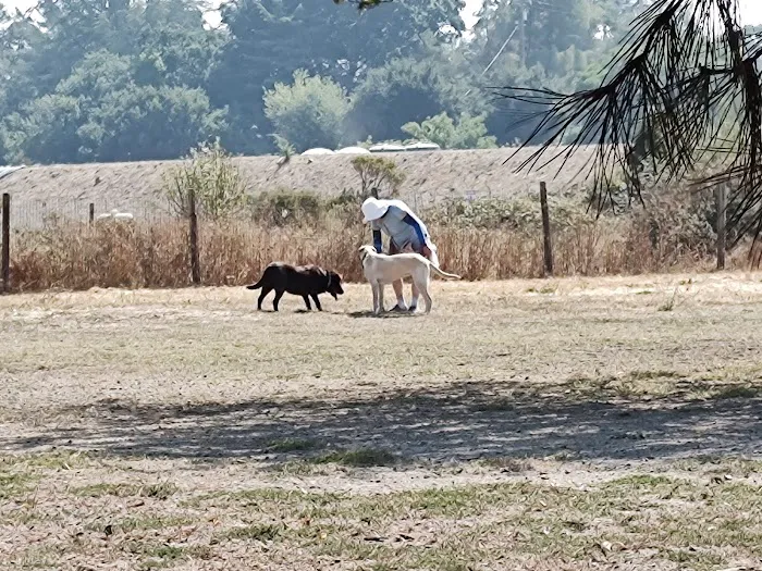 Canine Commons 5